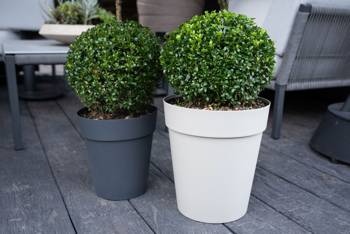 Planta naturala Ball H100cm Buxus sempervirens Bol 70 PS45/ in pamant