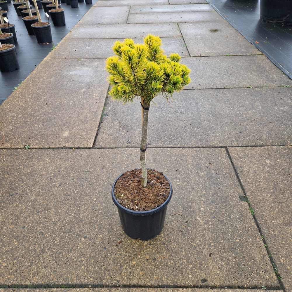 Planta naturala Ball H100cm Pinus mugo Carstens Wintergold PS31/ in pamant