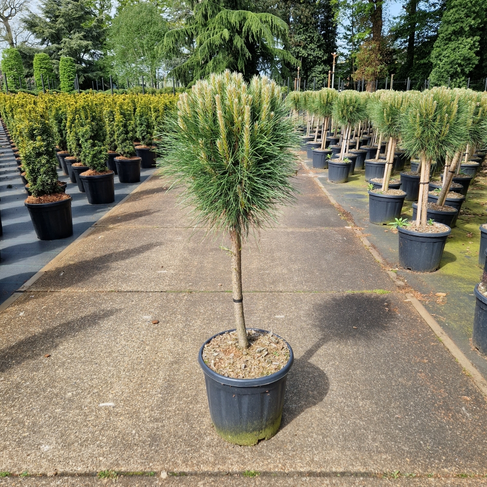 Planta naturala Ball H100cm Pinus nigra Summer Breeze PS31/ in pamant