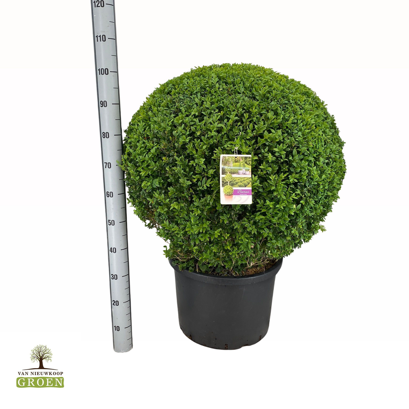 Planta naturala Ball H105cm Buxus sempervirens Bol 80 PS54/ in pamant