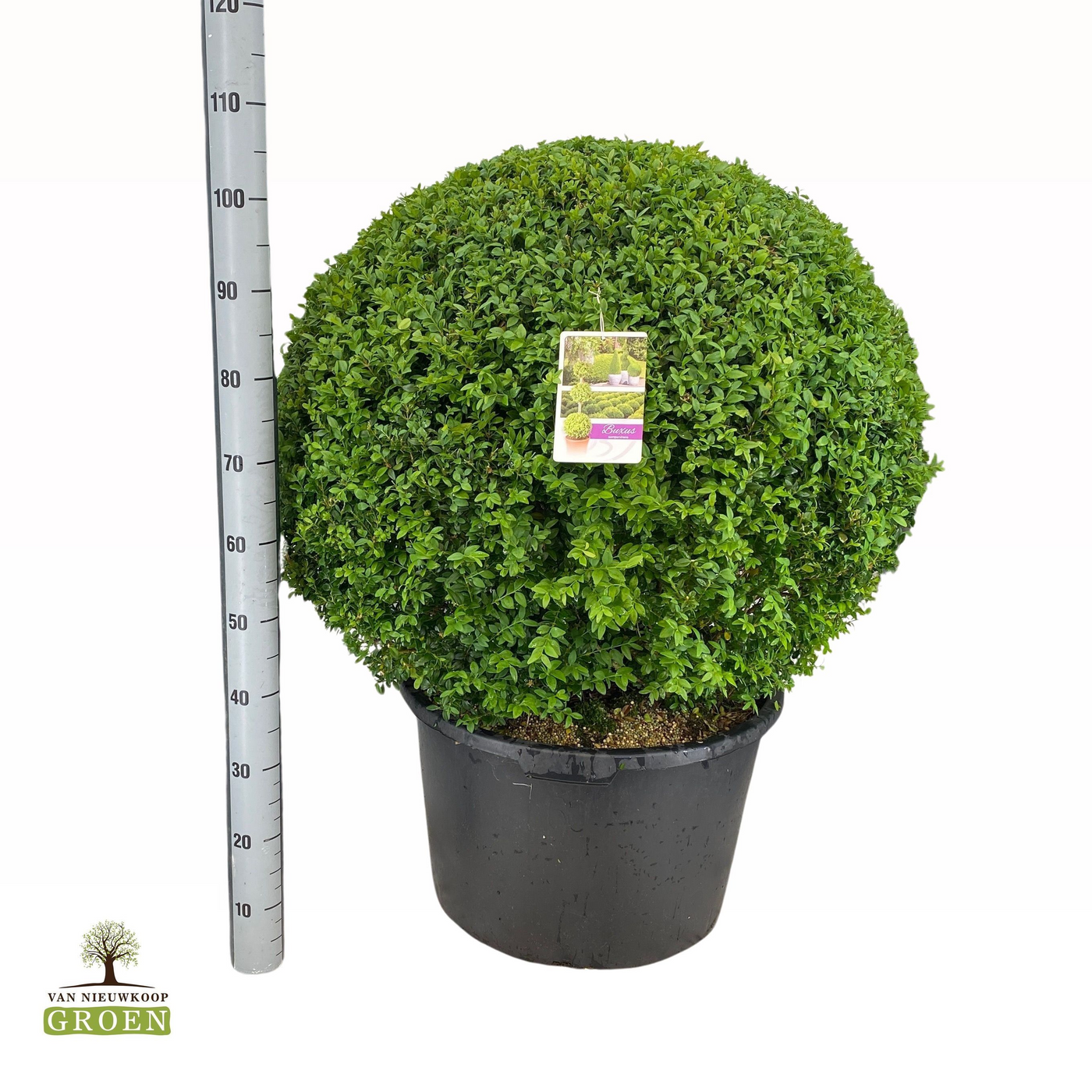 Planta naturala Ball H110cm Buxus sempervirens Bol 90 PS60/ in pamant