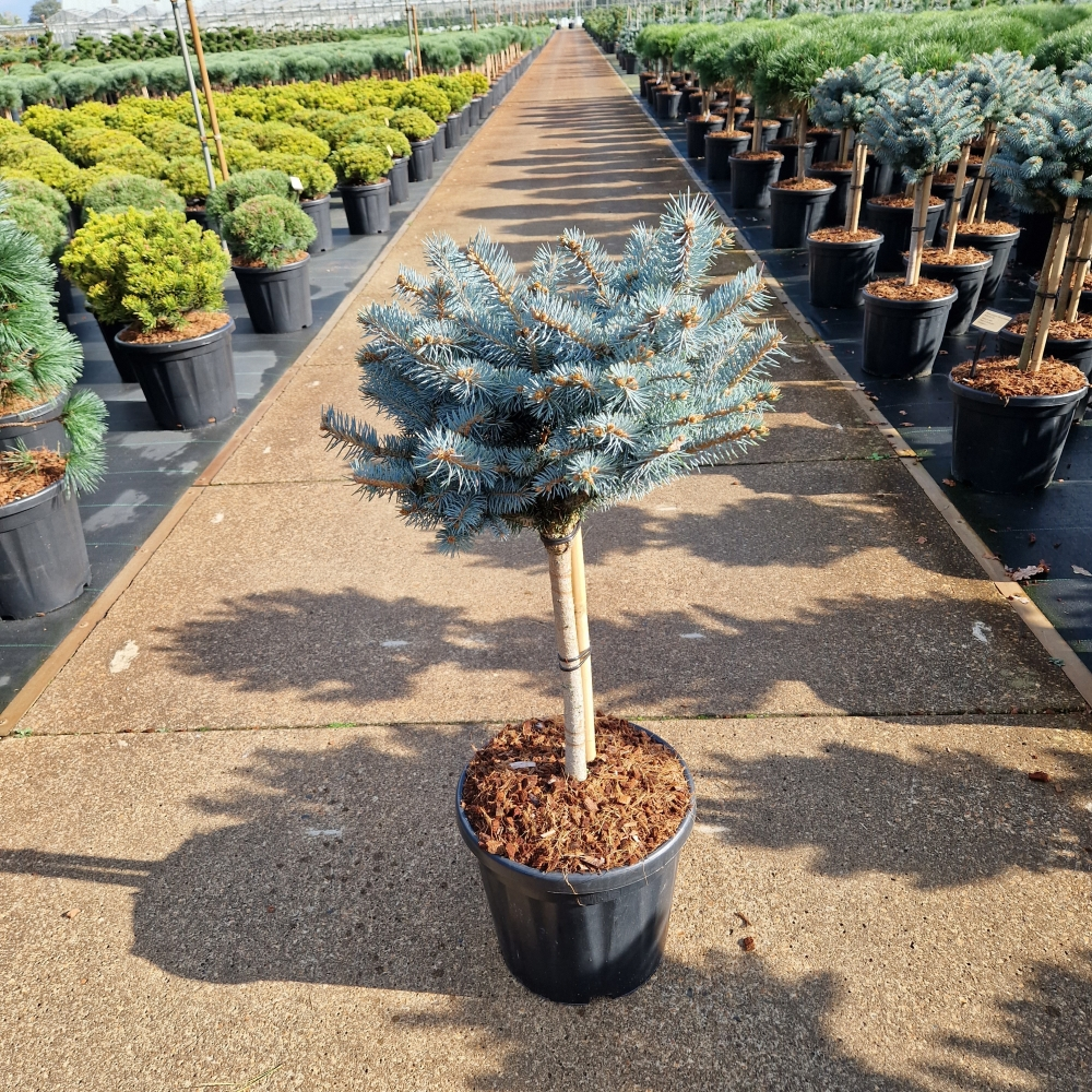 Planta naturala Ball H110cm Picea pungens 'Glauca Globosa' PS32/ in pamant