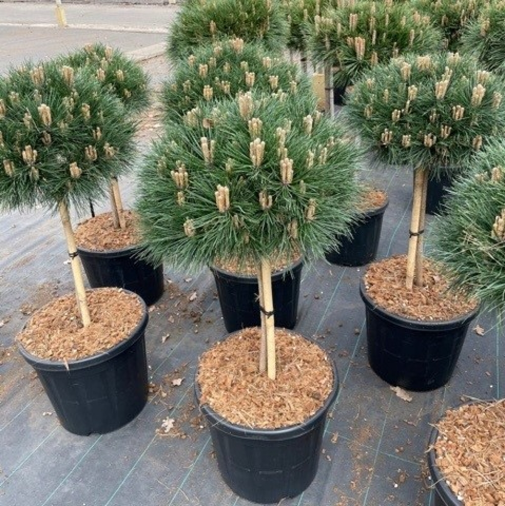 Planta naturala Ball H110cm Pinus nigra Bambino PS32/ in pamant