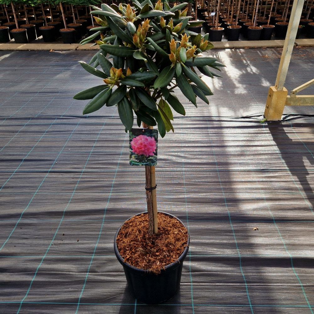 Planta naturala Ball H110cm Rhododendron (Mollis Azalea Grp) 'Gibraltar' PS32/ in pamant