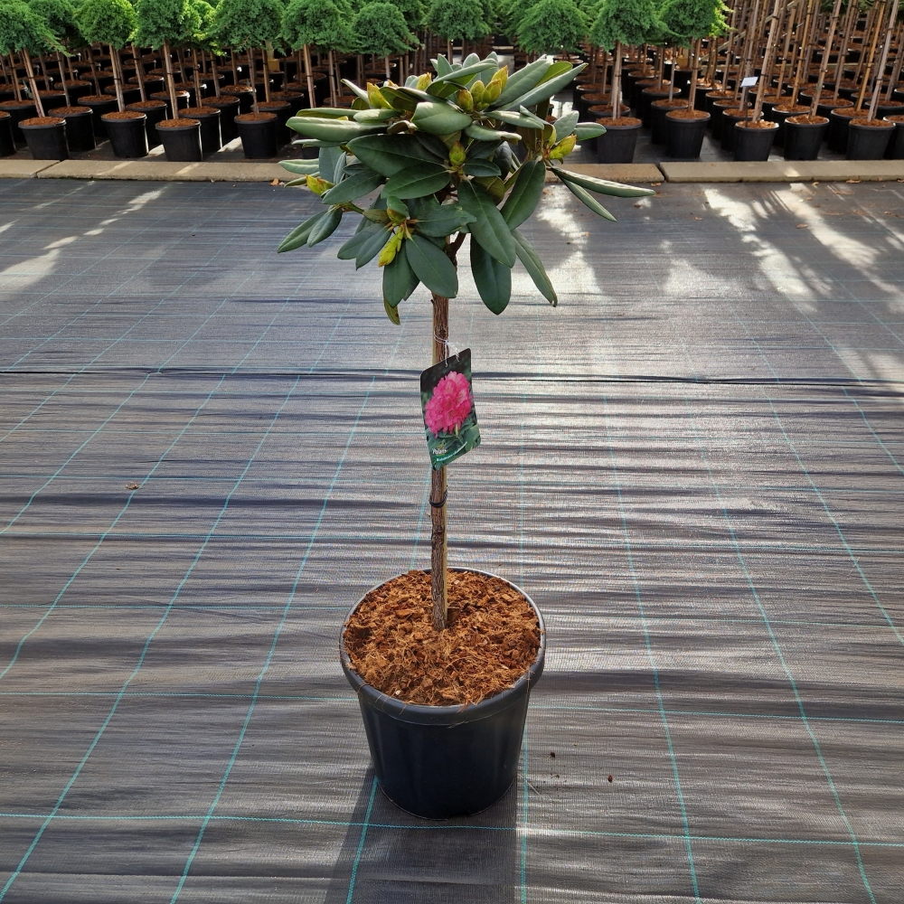 Planta naturala Ball H110cm Rhododendron (Yakushimanum Grp) 'Polaris' PS32/ in pamant