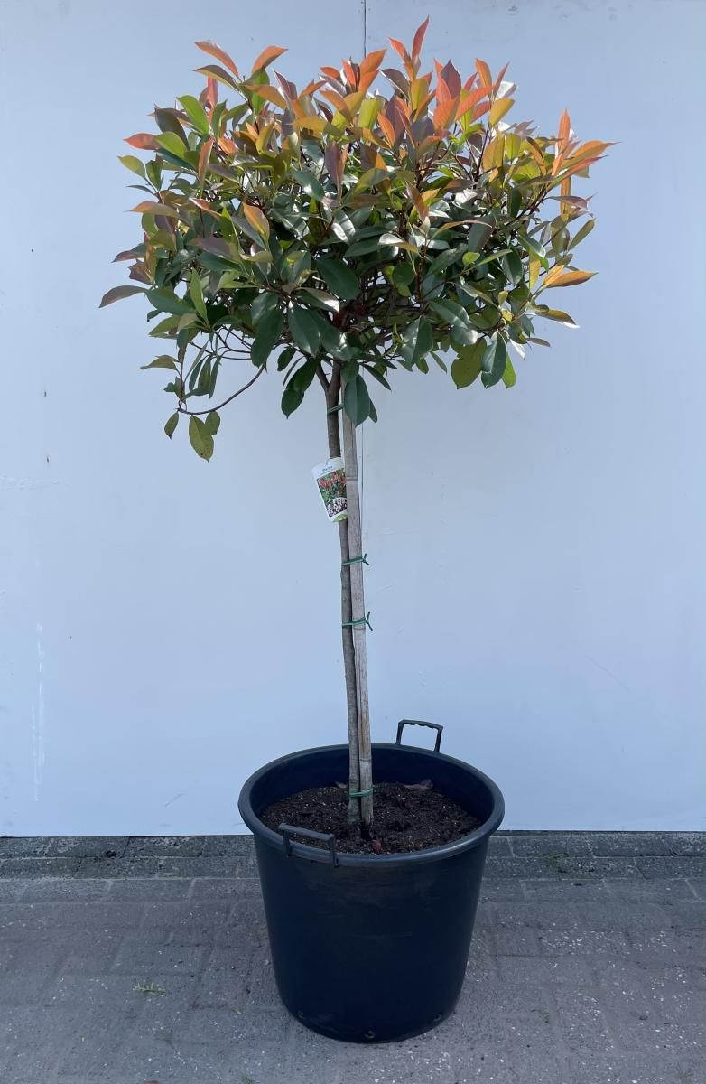 Planta naturala Ball H120cm Photinia x fraseri 'Red Robin' PS65/ in pamant