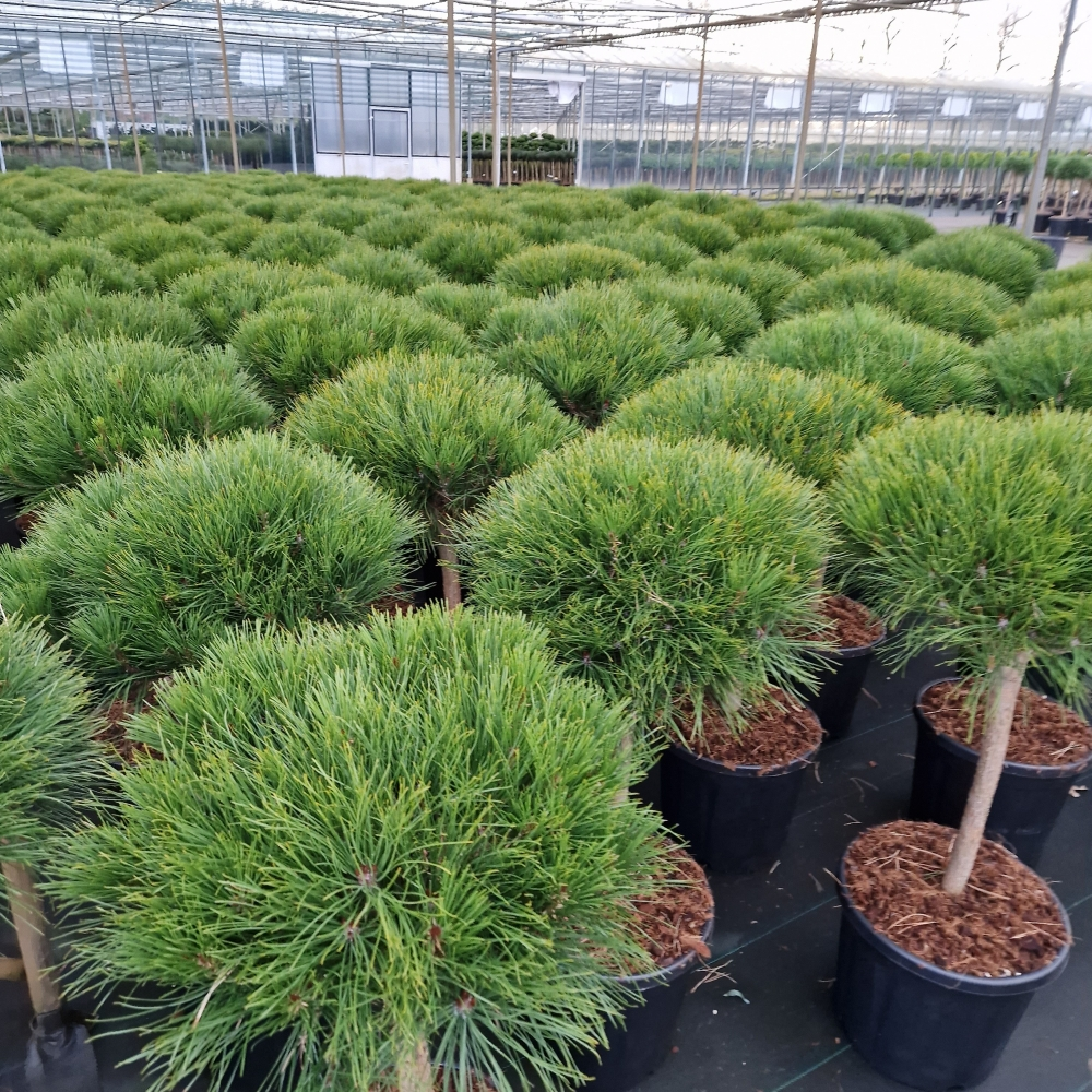 Planta naturala Ball H120cm Pinus densiflora 'Alice Verkade' PS36/ in pamant