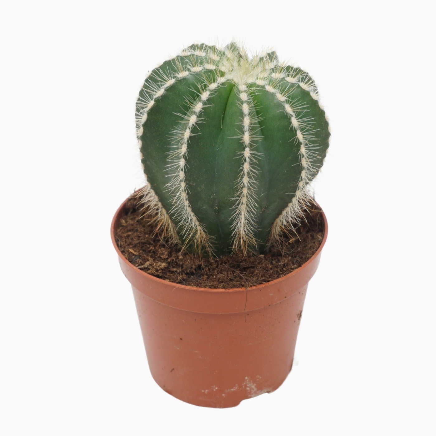 Planta naturala Ball H12cm Austrocephalocereus dybowskii PS8/ in pamant