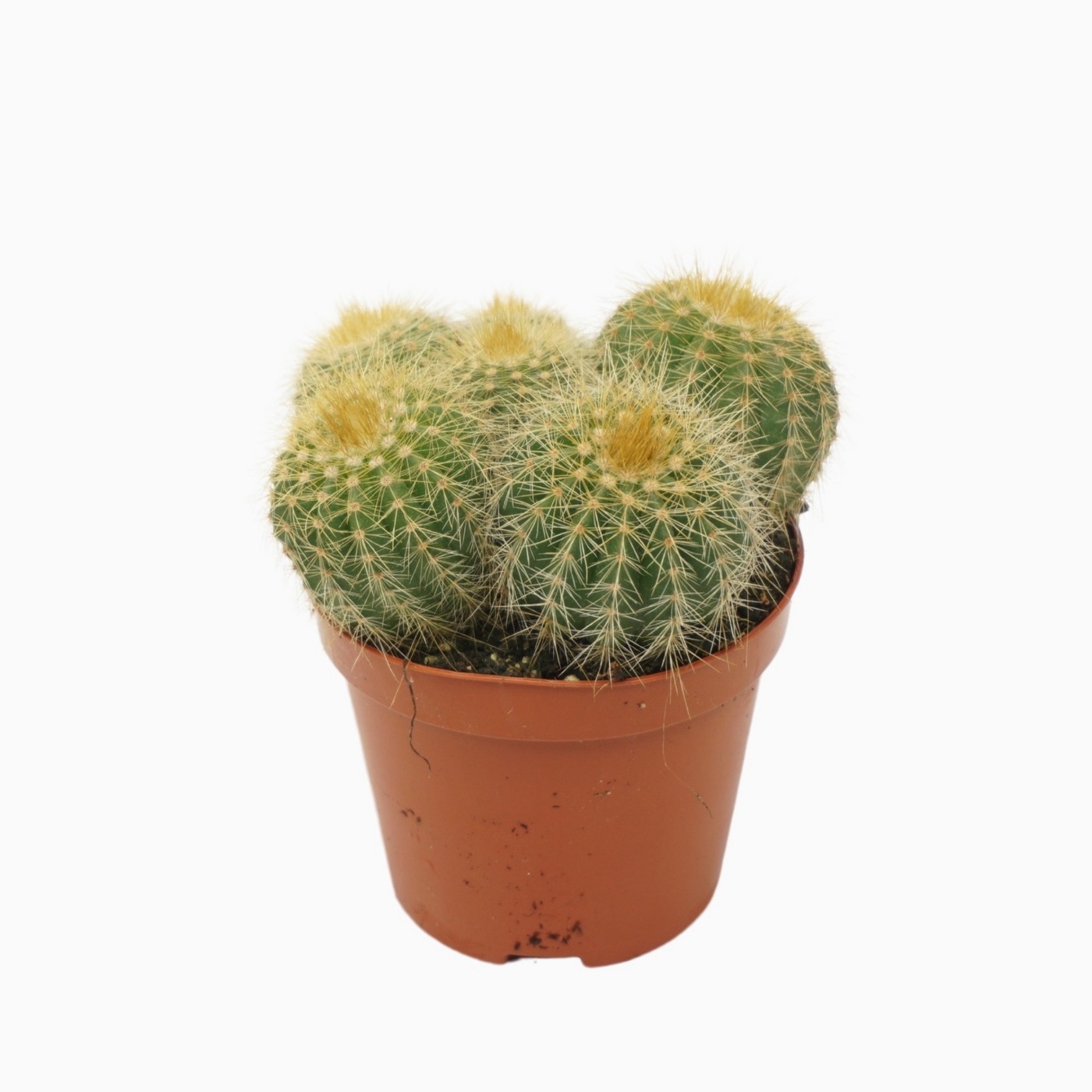 Planta naturala Ball H12cm Eriocactus warasii PS8/ in pamant