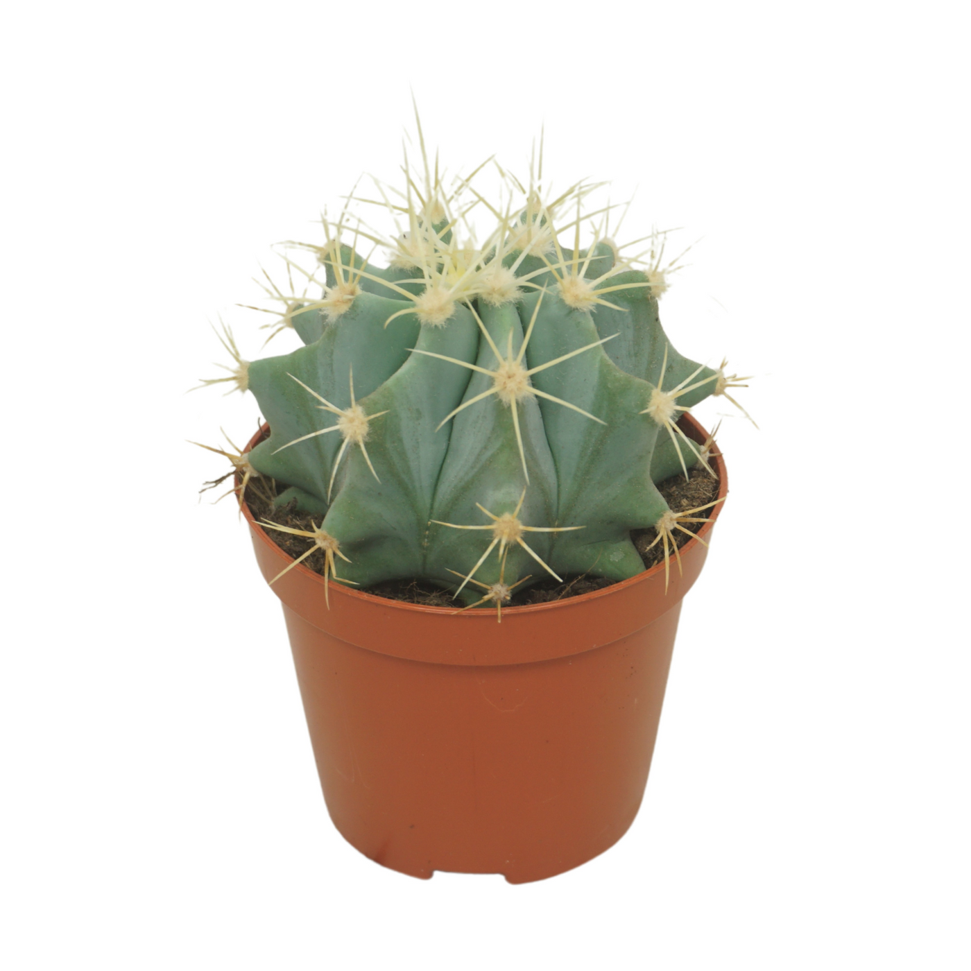 Planta naturala Ball H12cm Ferocactus glaucescens PS8/ in pamant