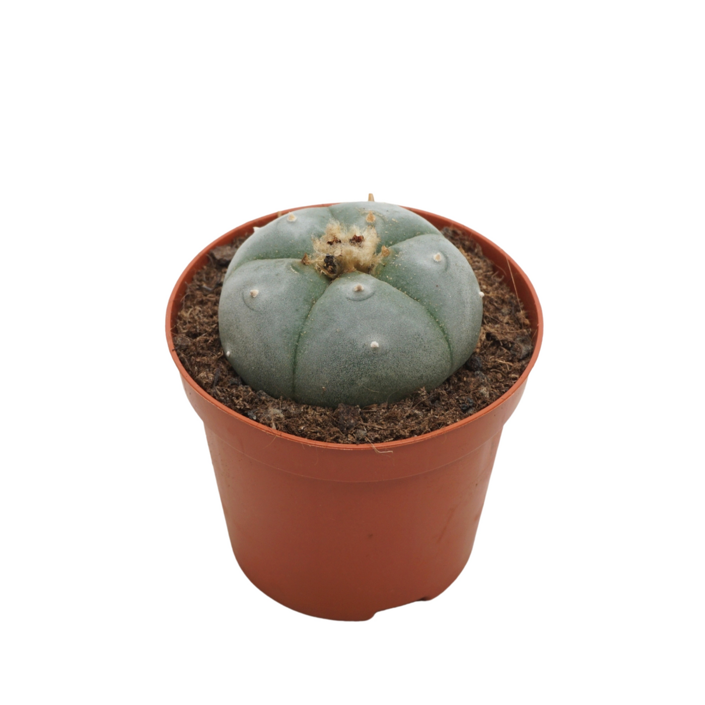 Planta naturala Ball H12cm Lophophora williamsii PS8/ in pamant