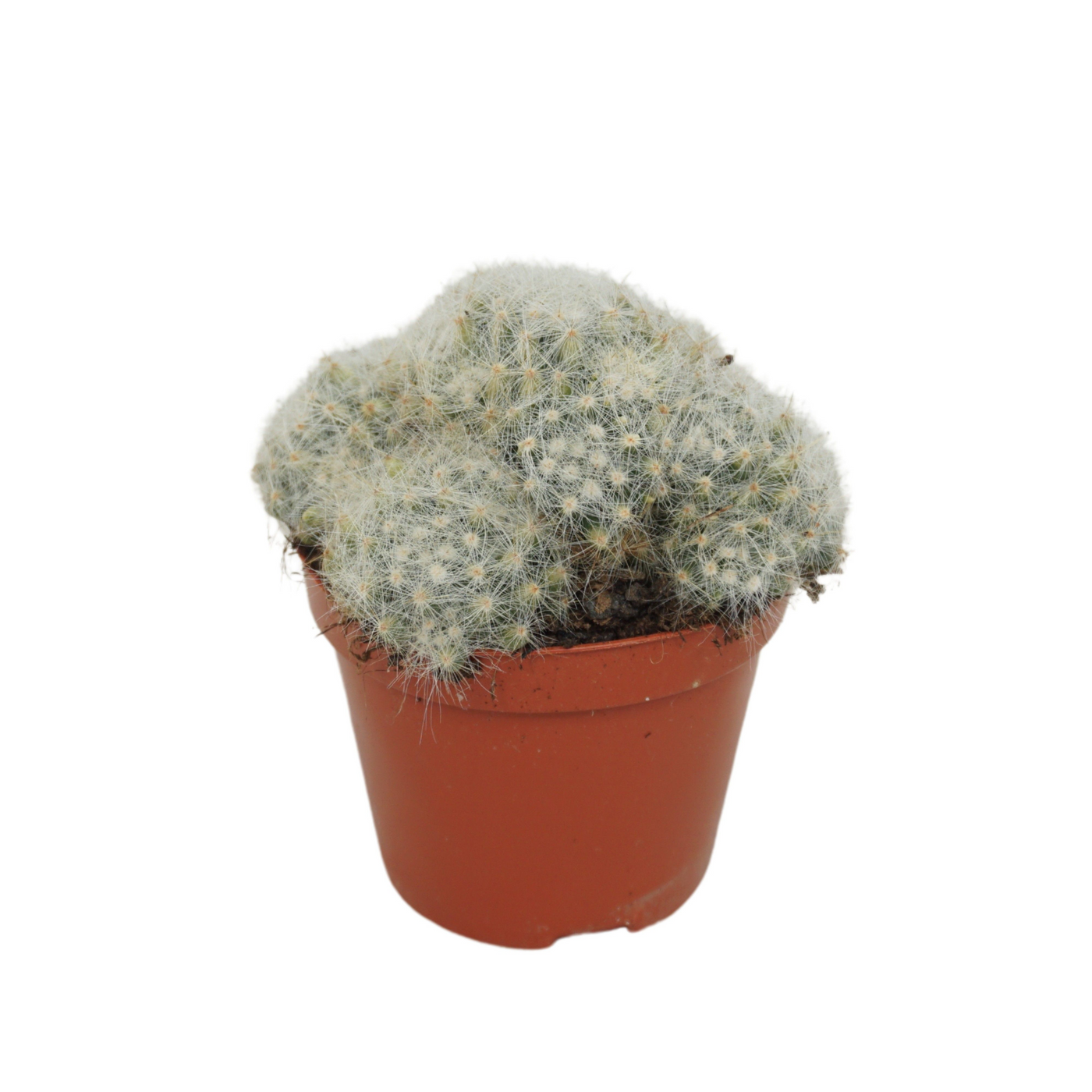 Planta naturala Ball H12cm Mammillaria baumii PS8/ in pamant