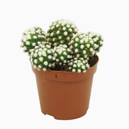 Planta naturala Ball H12cm Mammillaria gracilis Albata PS8/ in pamant