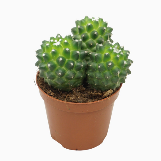 Planta naturala Ball H12cm Mammillaria polythele 'Toluca' PS8/ in pamant