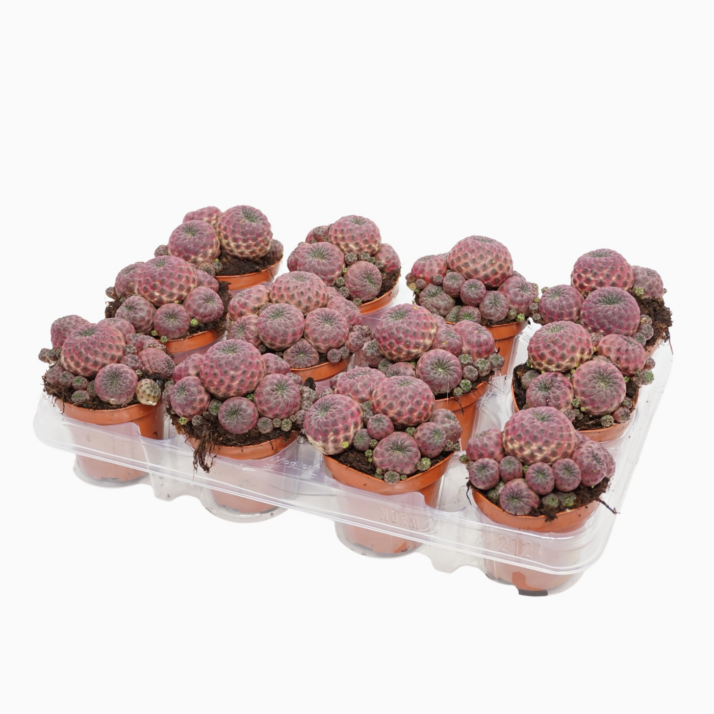 Planta naturala Ball H12cm Sulcorebutia rauschii PS8/ in pamant