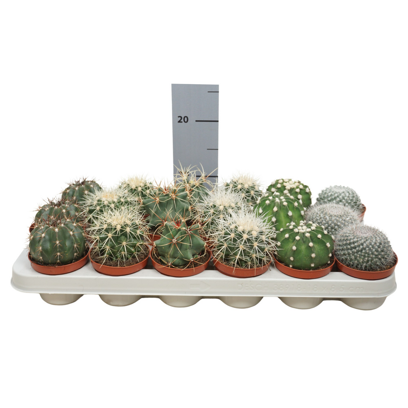 Planta naturala Ball H13cm Cactus mix PS8/ in pamant