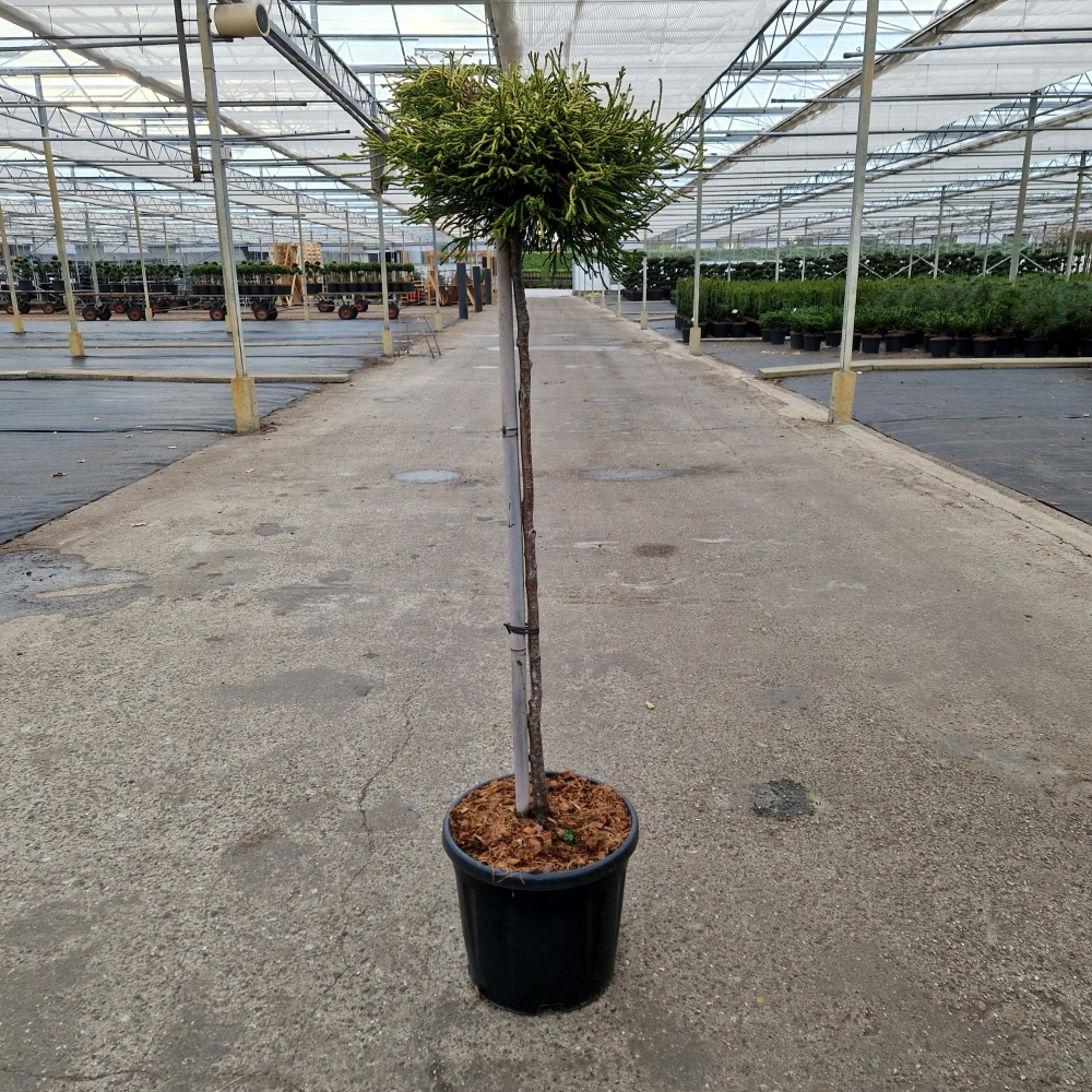 Planta naturala Ball H140cm Chamaecyparis obtusa Gitte PS31/ in pamant