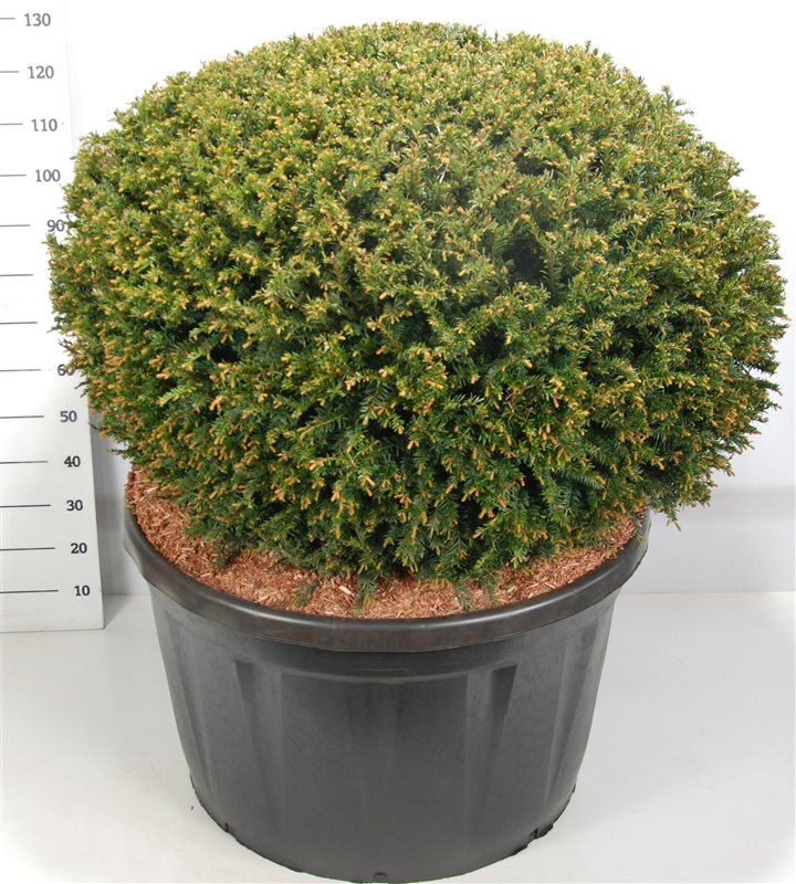 Planta naturala Ball H140cm Taxus baccata PS91/ in pamant
