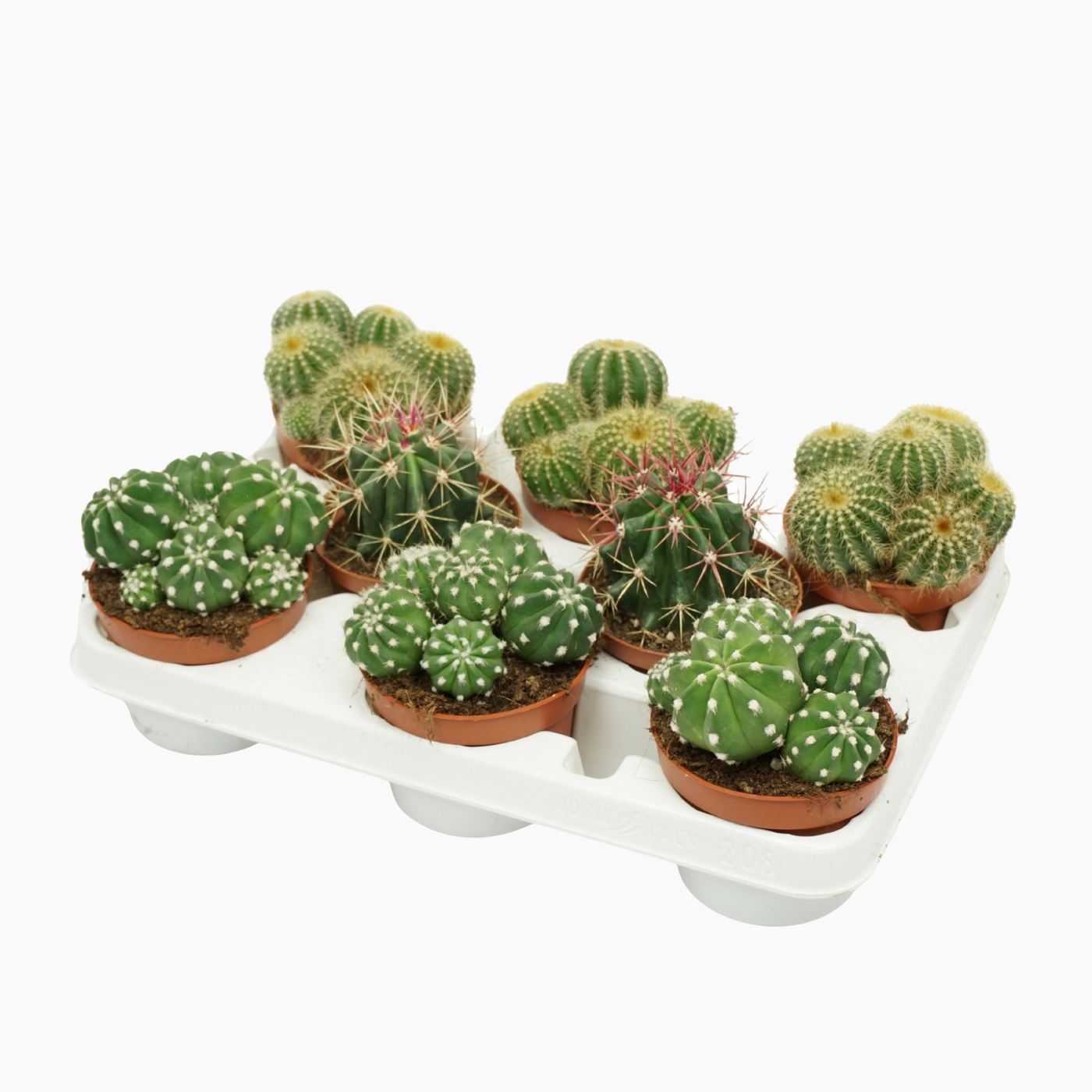 Planta naturala Ball H14cm Cactus mix 3 soorten PS10/ in pamant