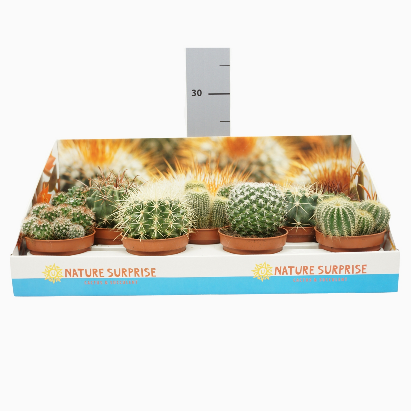 Planta naturala Ball H14cm Cactus mix PS10/ in pamant