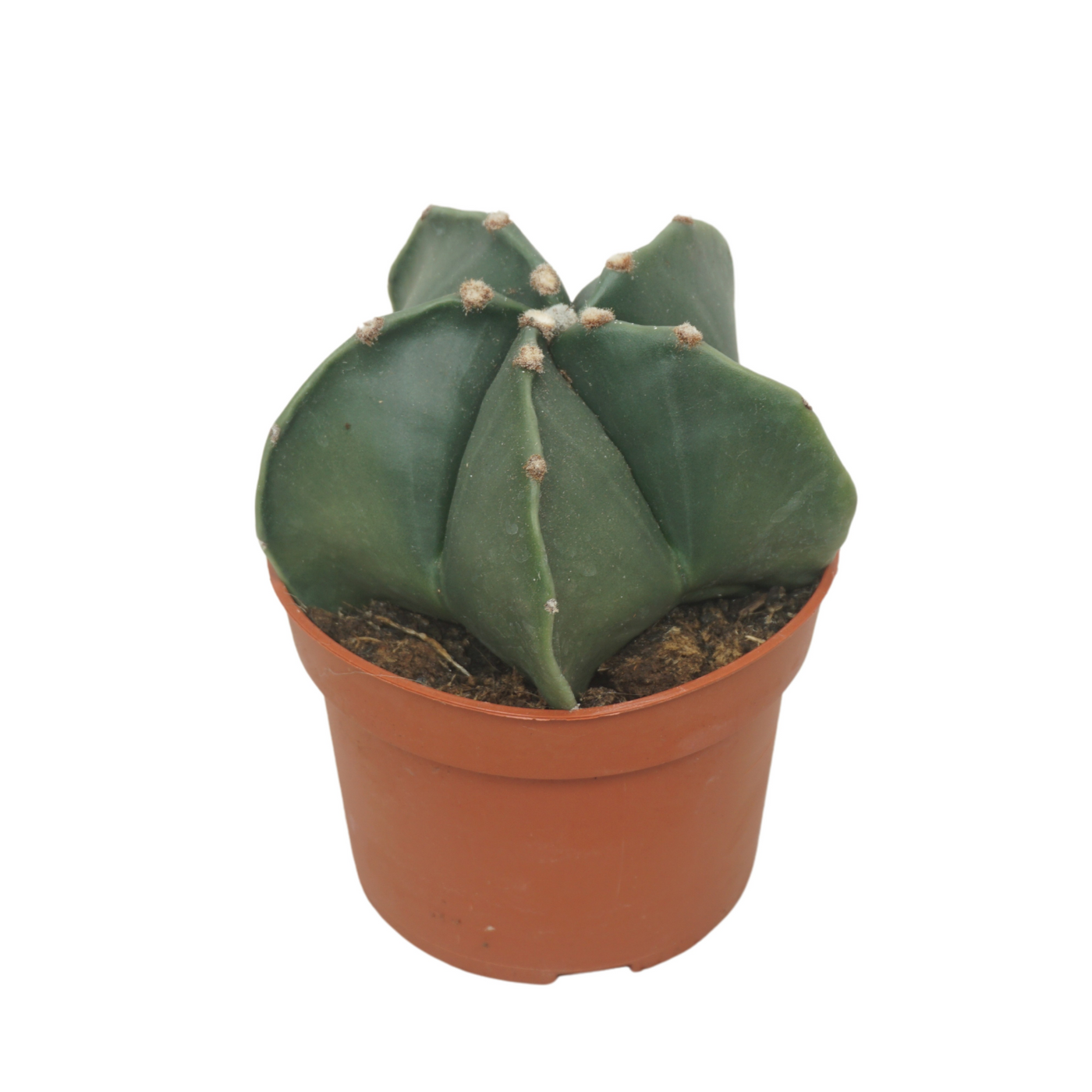 Planta naturala Ball H15cm Astrophytum myriostigma PS10/ in pamant