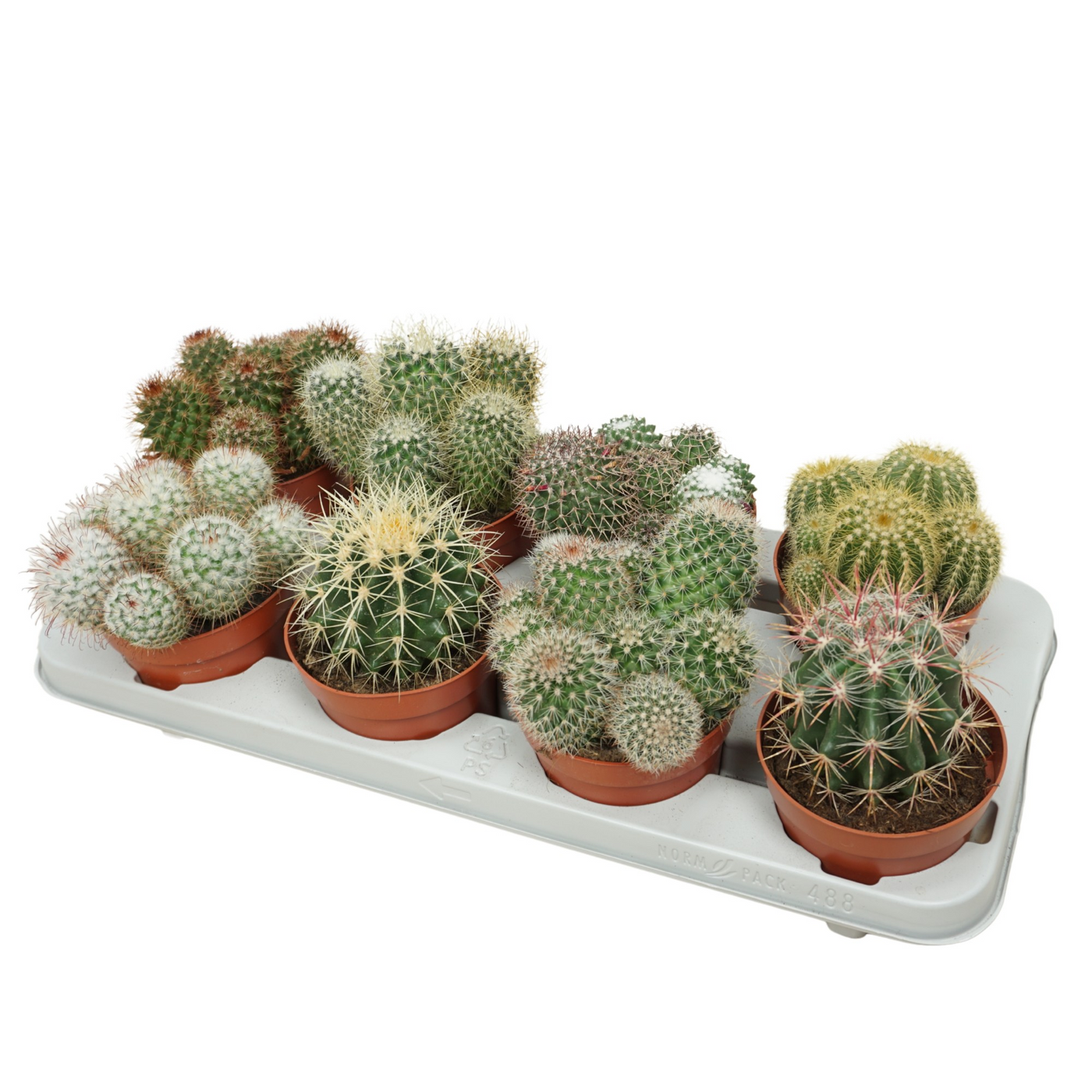 Planta naturala Ball H15cm Cactus mix PS12/ in pamant