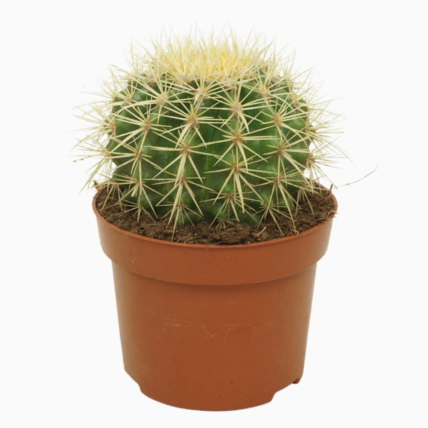 Planta naturala Ball H15cm Echinocactus grusonii PS12/ in pamant