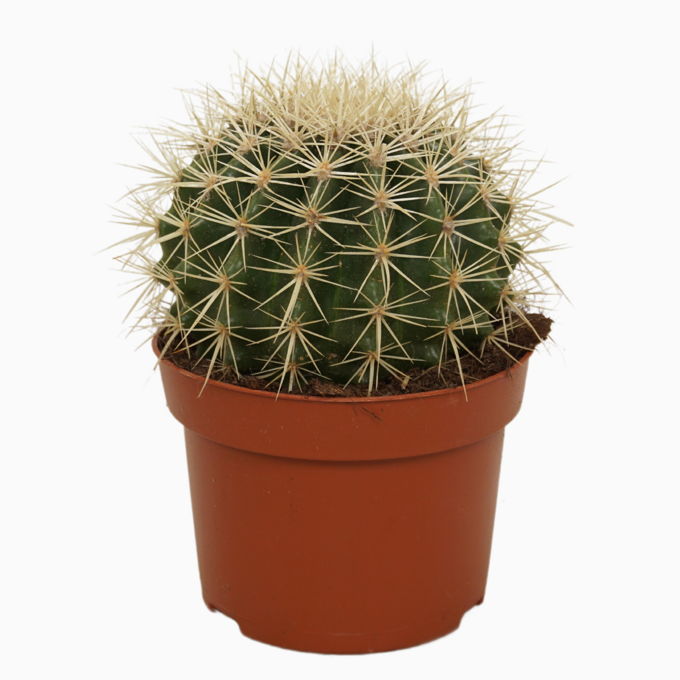 Planta naturala Ball H15cm Echinocactus grusonii PS13/ in pamant