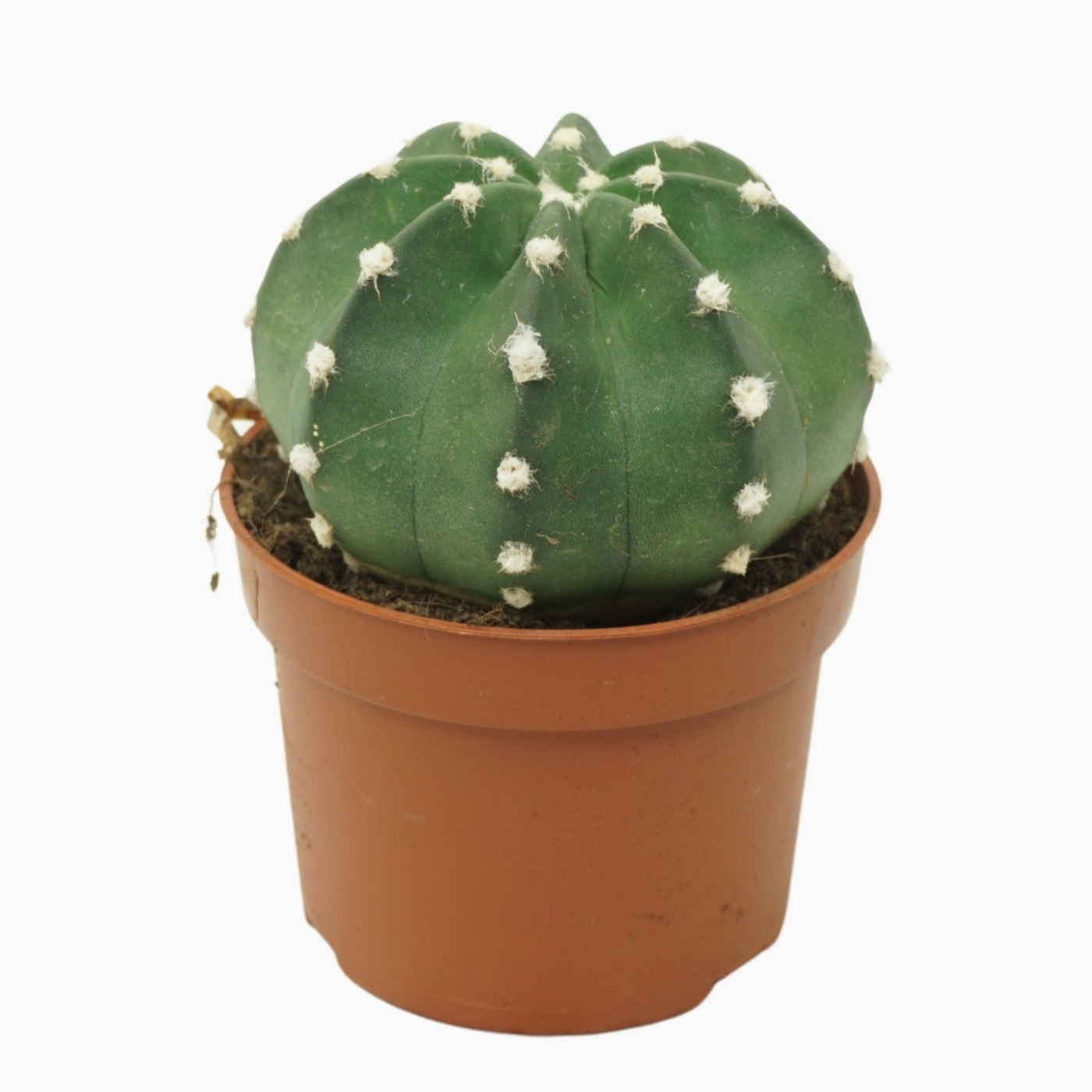 Planta naturala Ball H15cm Echinopsis multiplex PS10/ in pamant