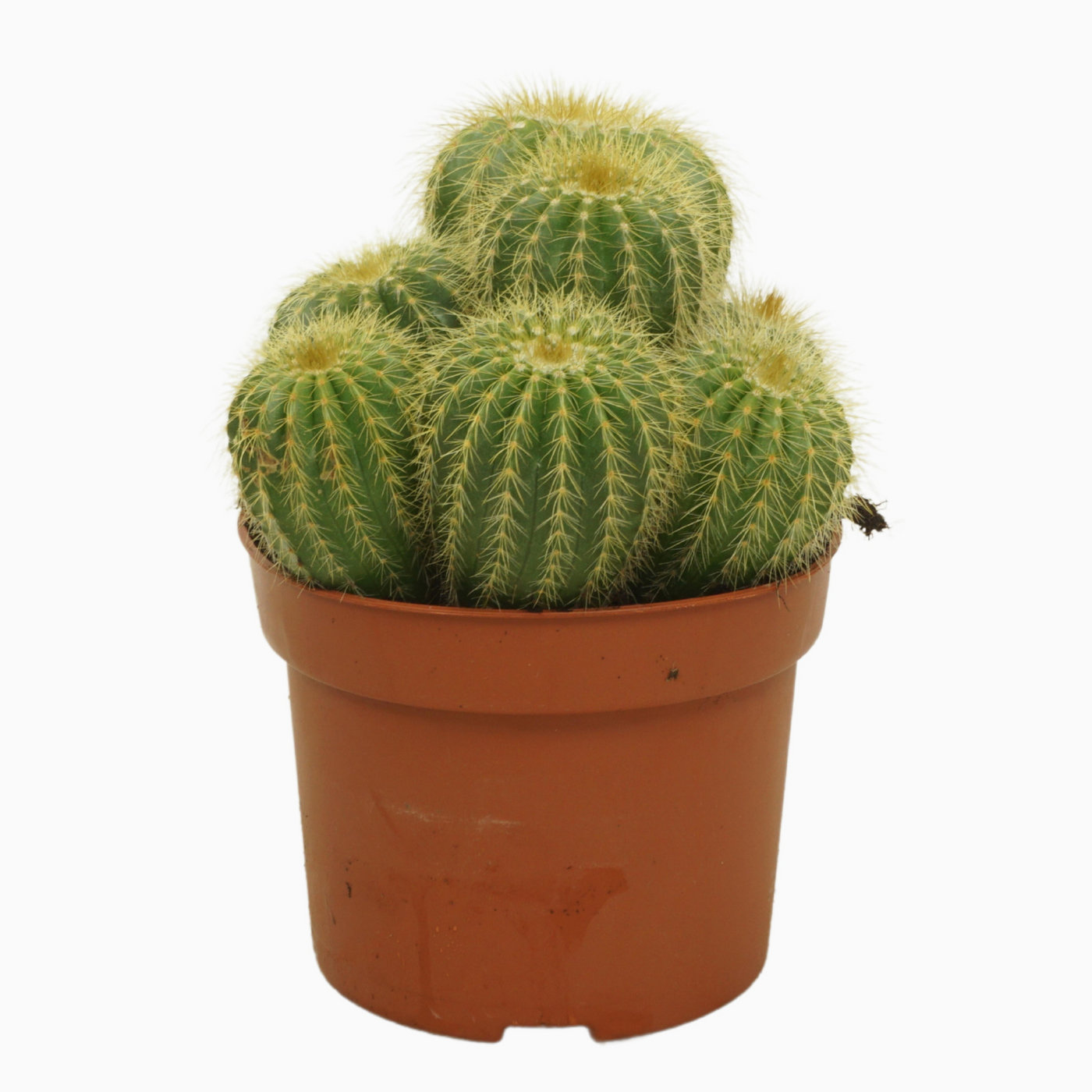 Planta naturala Ball H15cm Eriocactus warasii PS12/ in pamant