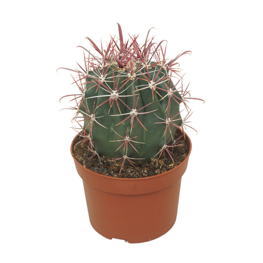 Planta naturala Ball H15cm Ferocactus horridus PS13/ in pamant