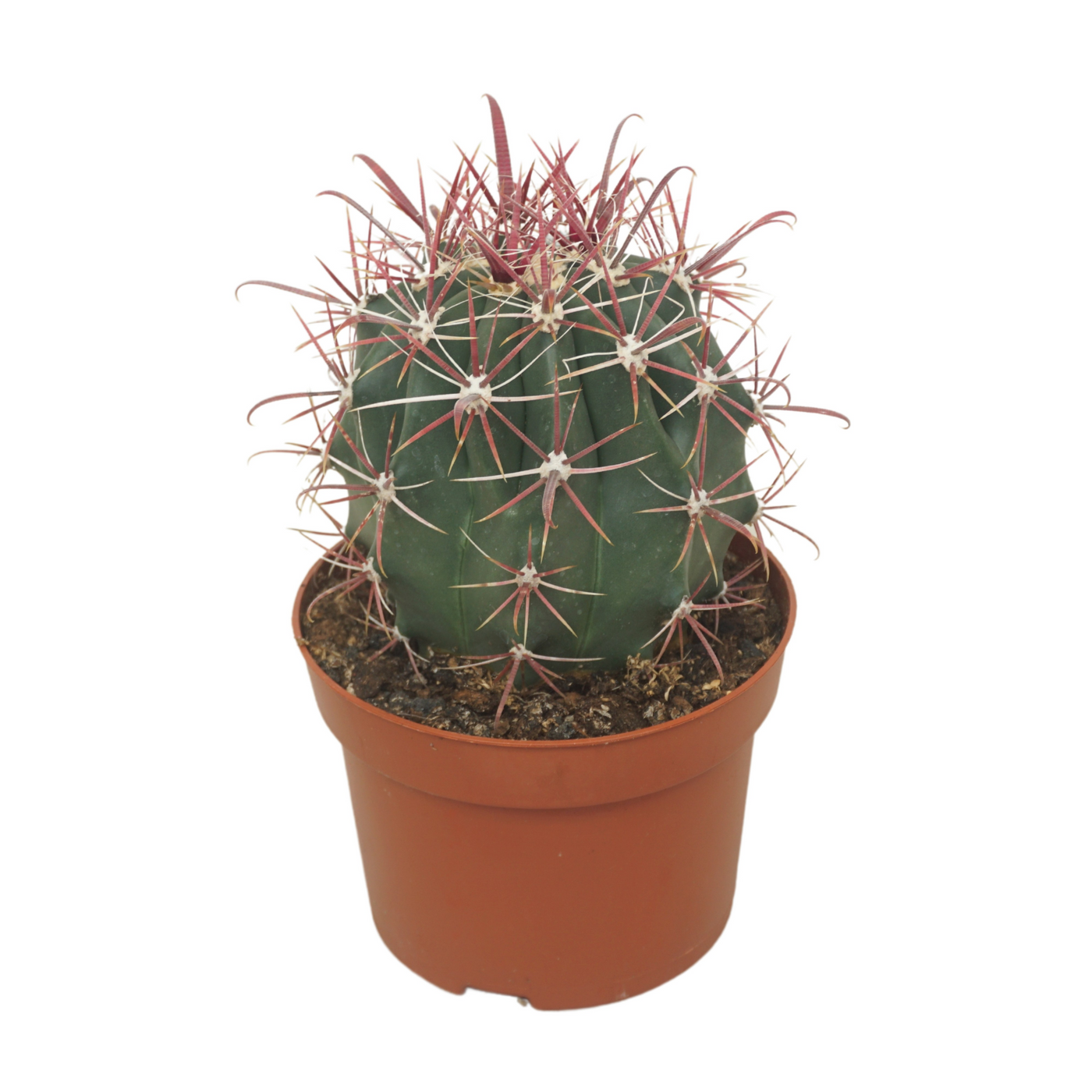 Planta naturala Ball H15cm Ferocactus horridus PS13/ in pamant