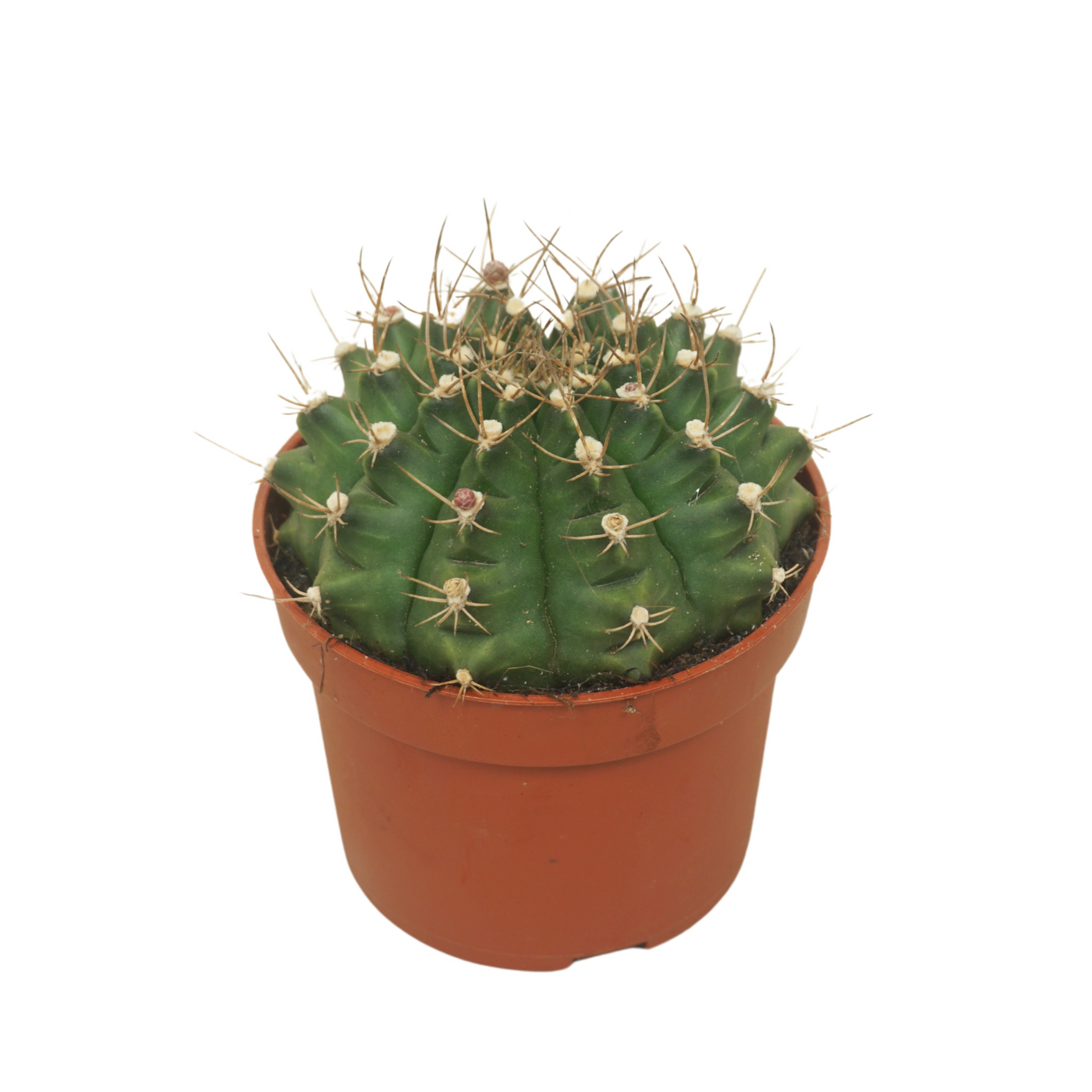 Planta naturala Ball H15cm Gymnocalycium damsii PS10/ in pamant