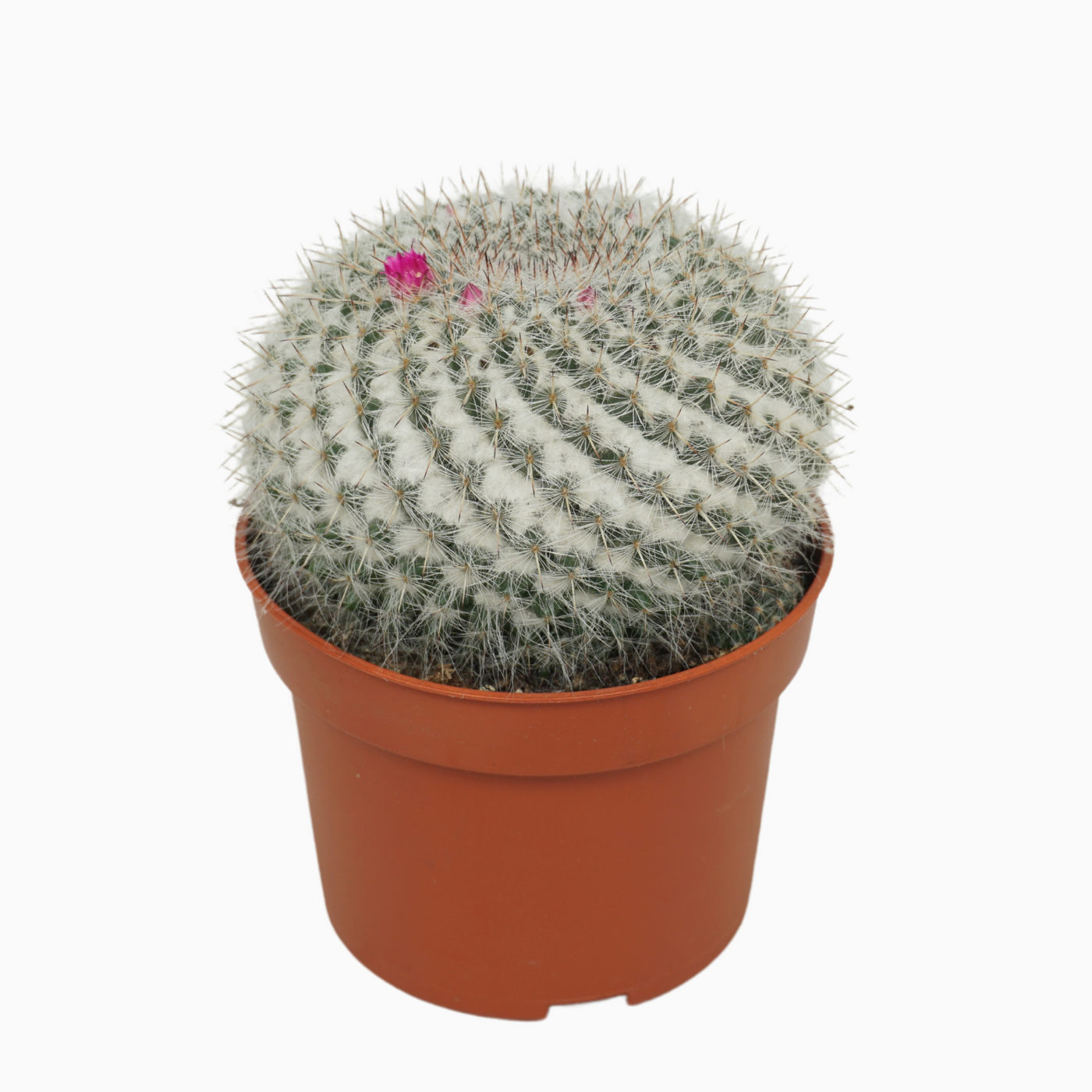 Planta naturala Ball H15cm Mammillaria hahniana PS10/ in pamant