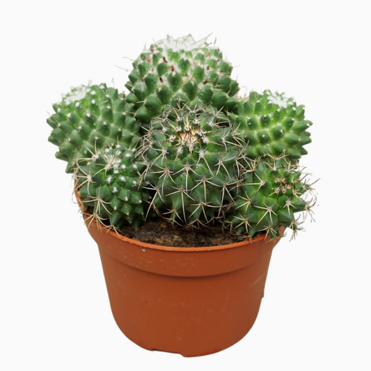 Planta naturala Ball H15cm Mammillaria polythele 'Toluca' PS12/ in pamant