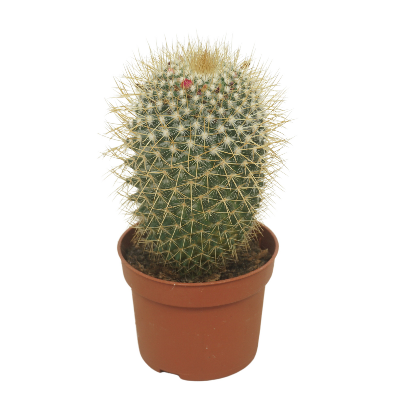 Planta naturala Ball H15cm Mammillaria pringlei PS10/ in pamant