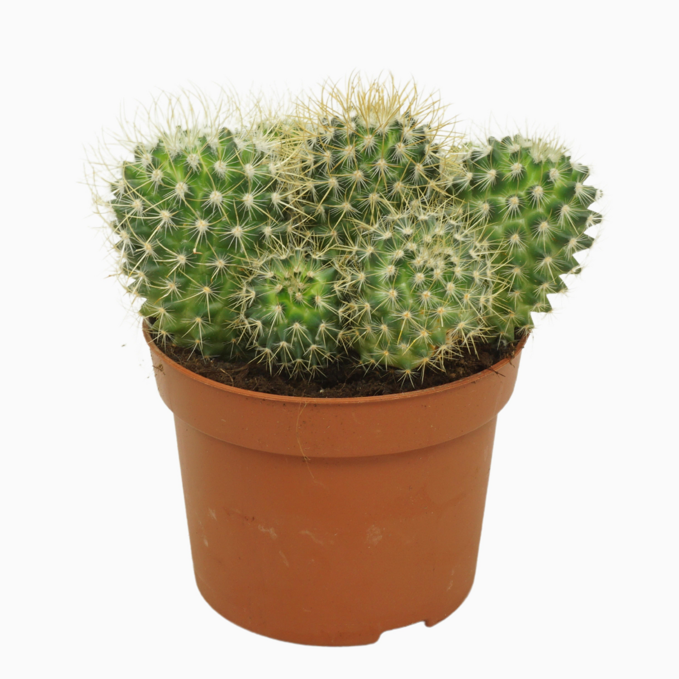 Planta naturala Ball H15cm Mammillaria pringlei PS12/ in pamant