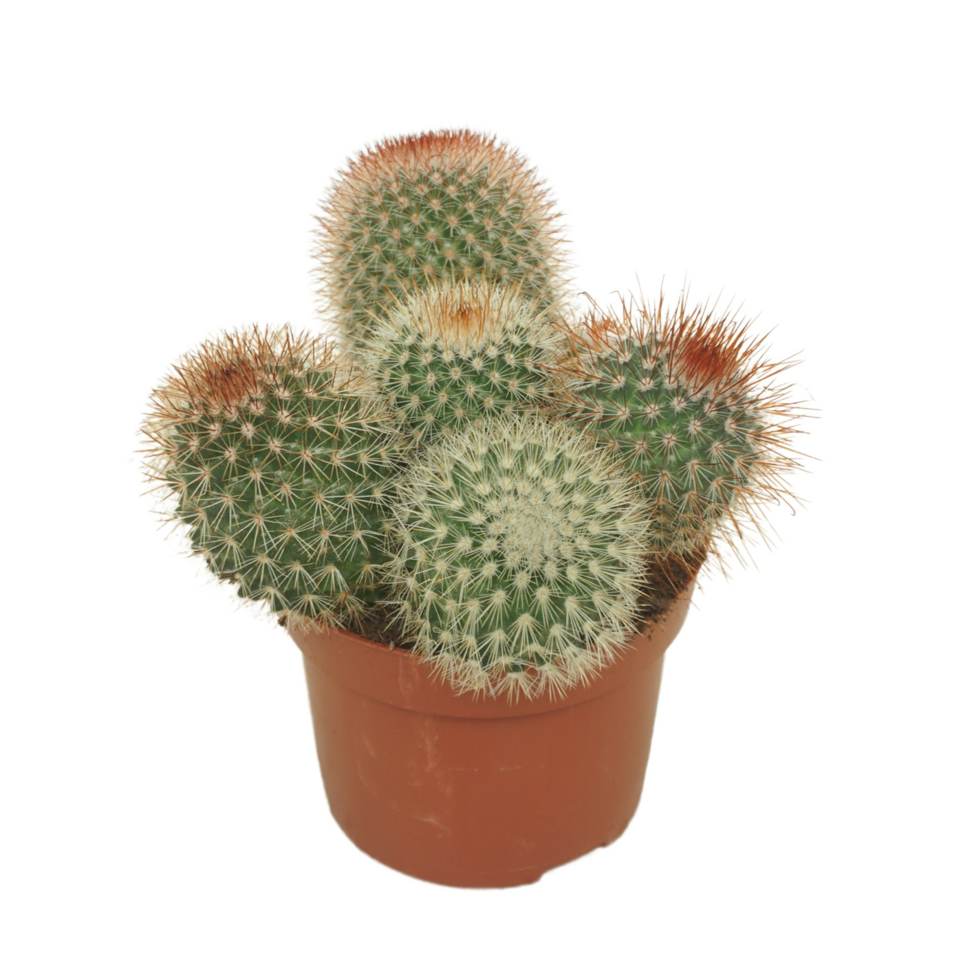 Planta naturala Ball H15cm Mammillaria spinosissima PS12/ in pamant