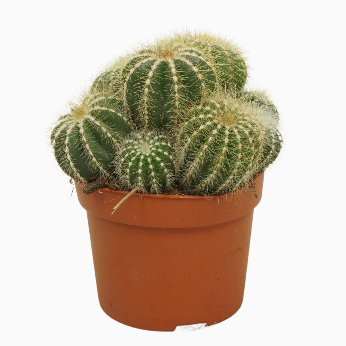 Planta naturala Ball H15cm Notocactus magnificus PS12/ in pamant