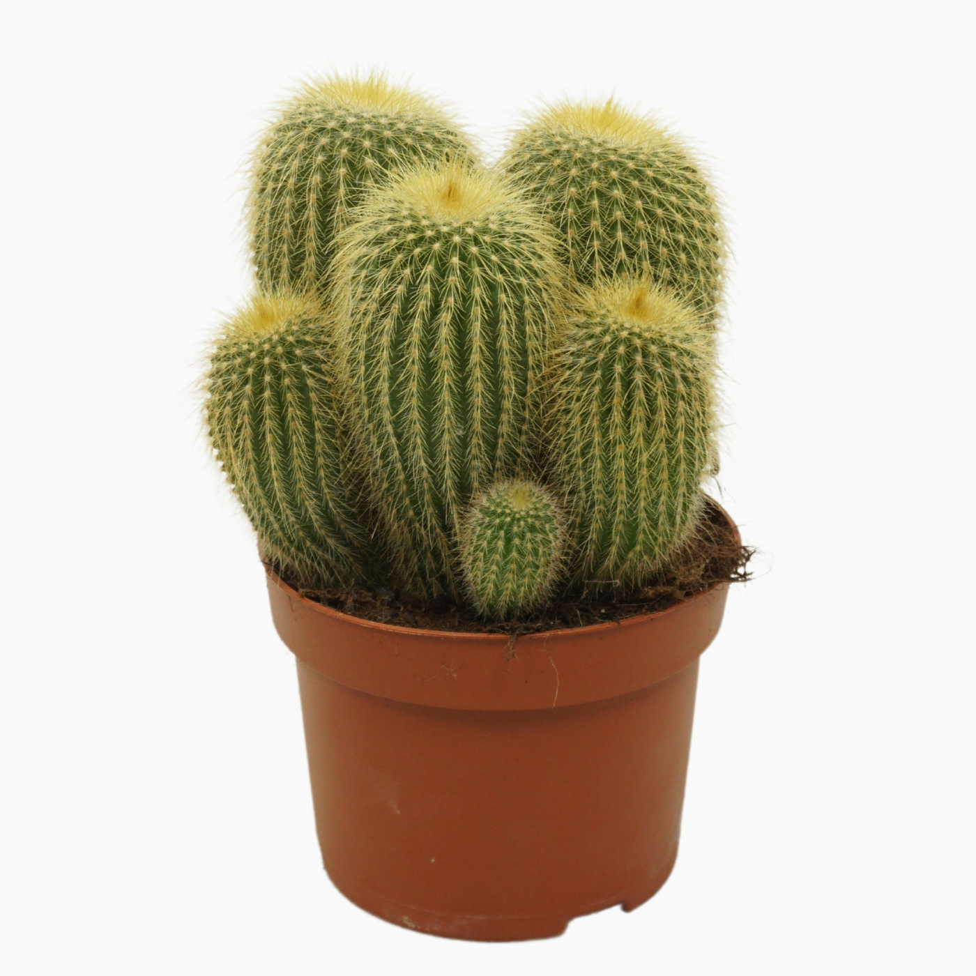 Planta naturala Ball H15cm Parodia leninghausii PS13/ in pamant