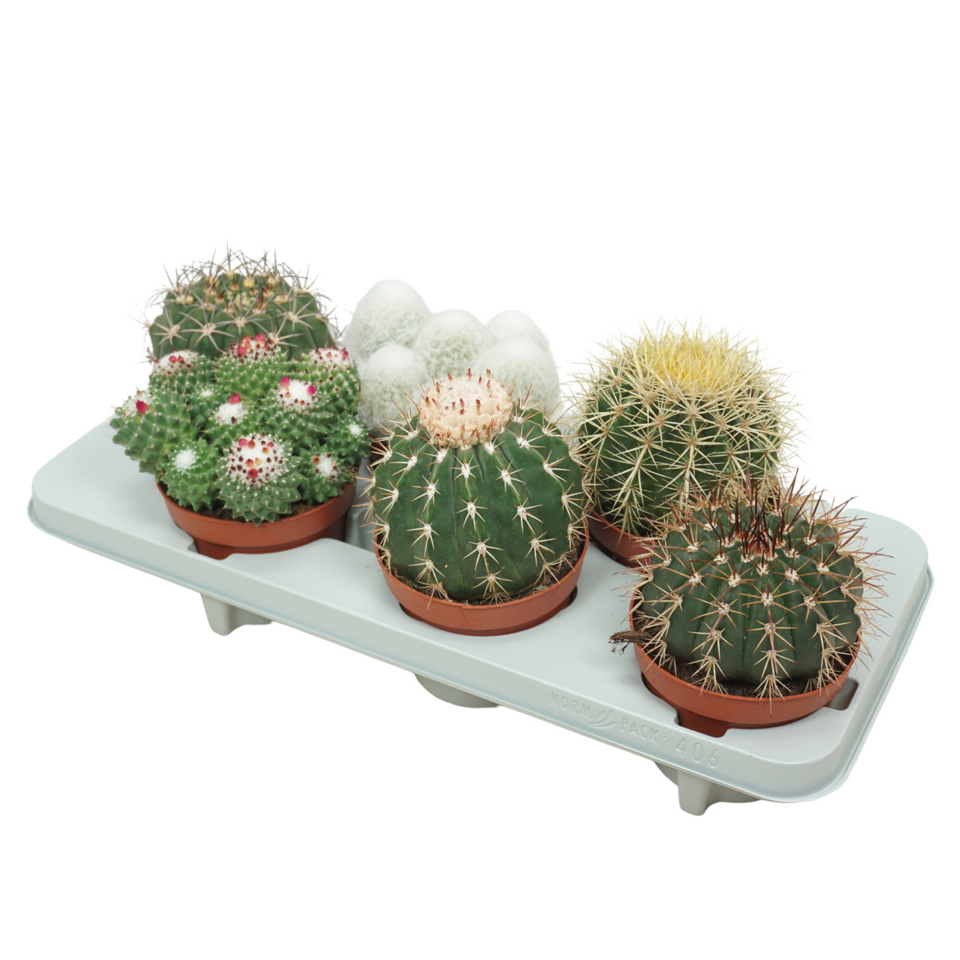 Planta naturala Ball H17cm Cactus mix PS13/ in pamant