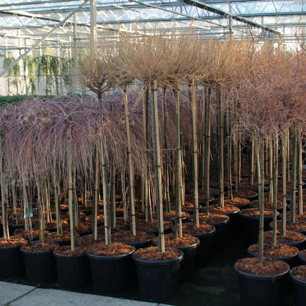 Planta naturala Ball H180cm Larix decidua 'Kornik' PS40/ in pamant