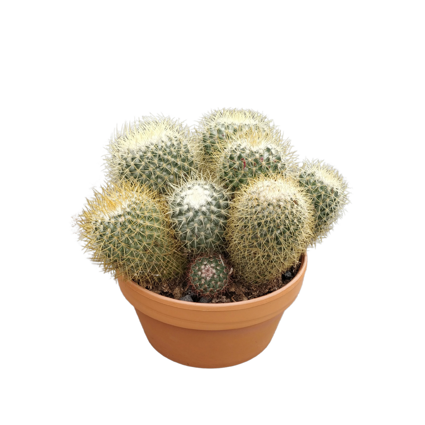 Planta naturala Ball H20cm Mammillaria pringlei PS20/ in pamant