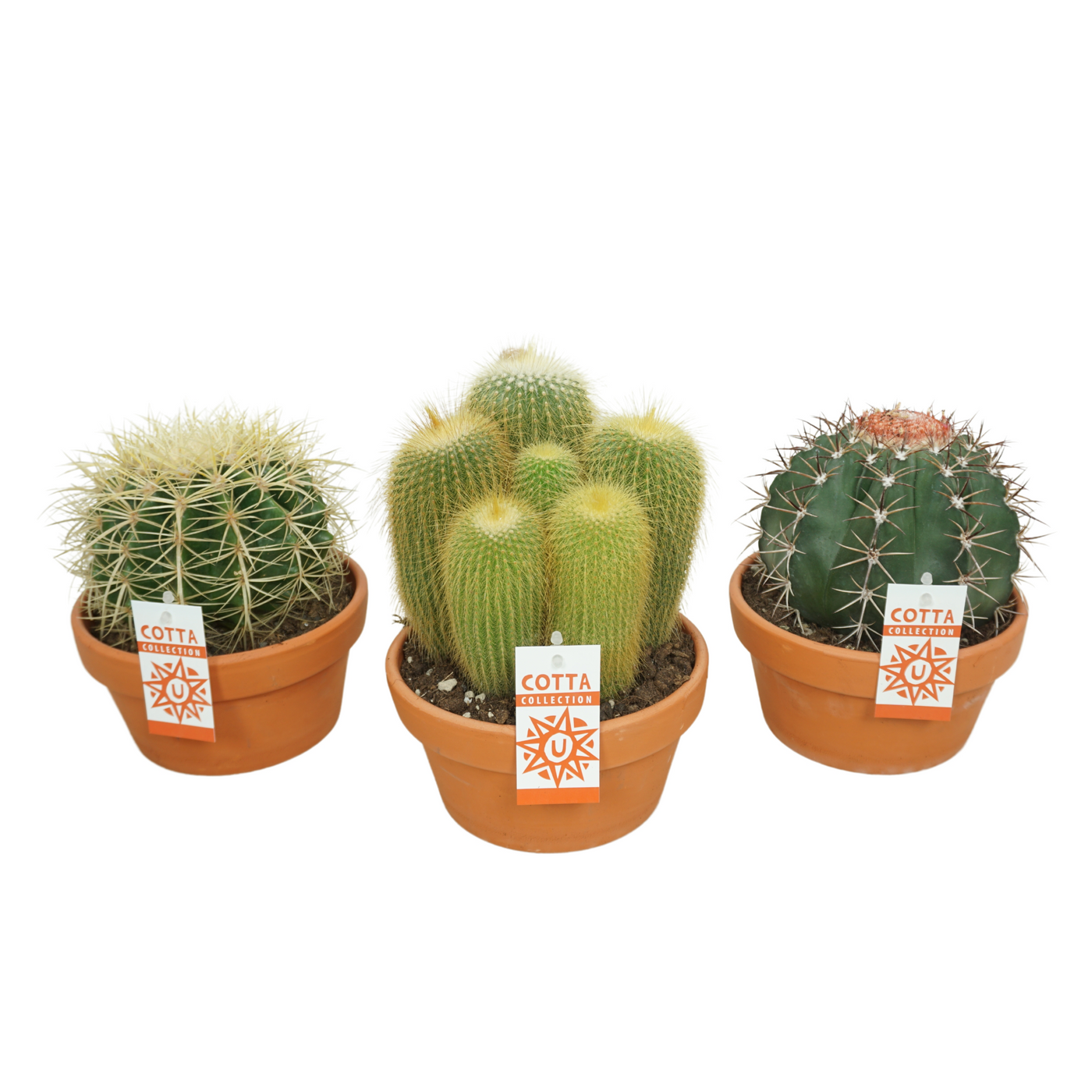 Planta naturala Ball H22cm Cactus mix PS17/ in pamant