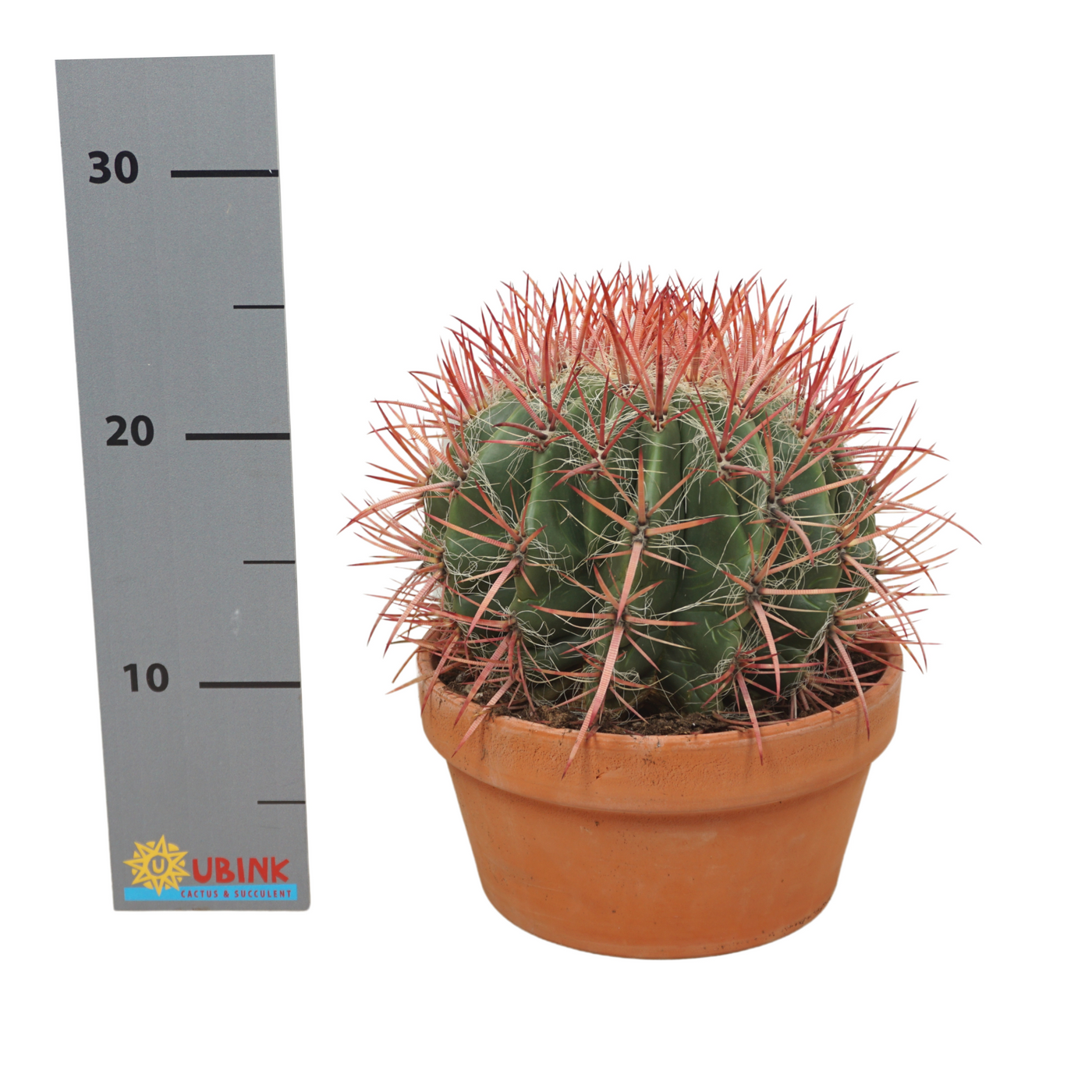 Planta naturala Ball H22cm Ferocactus pilosus PS20/ in pamant