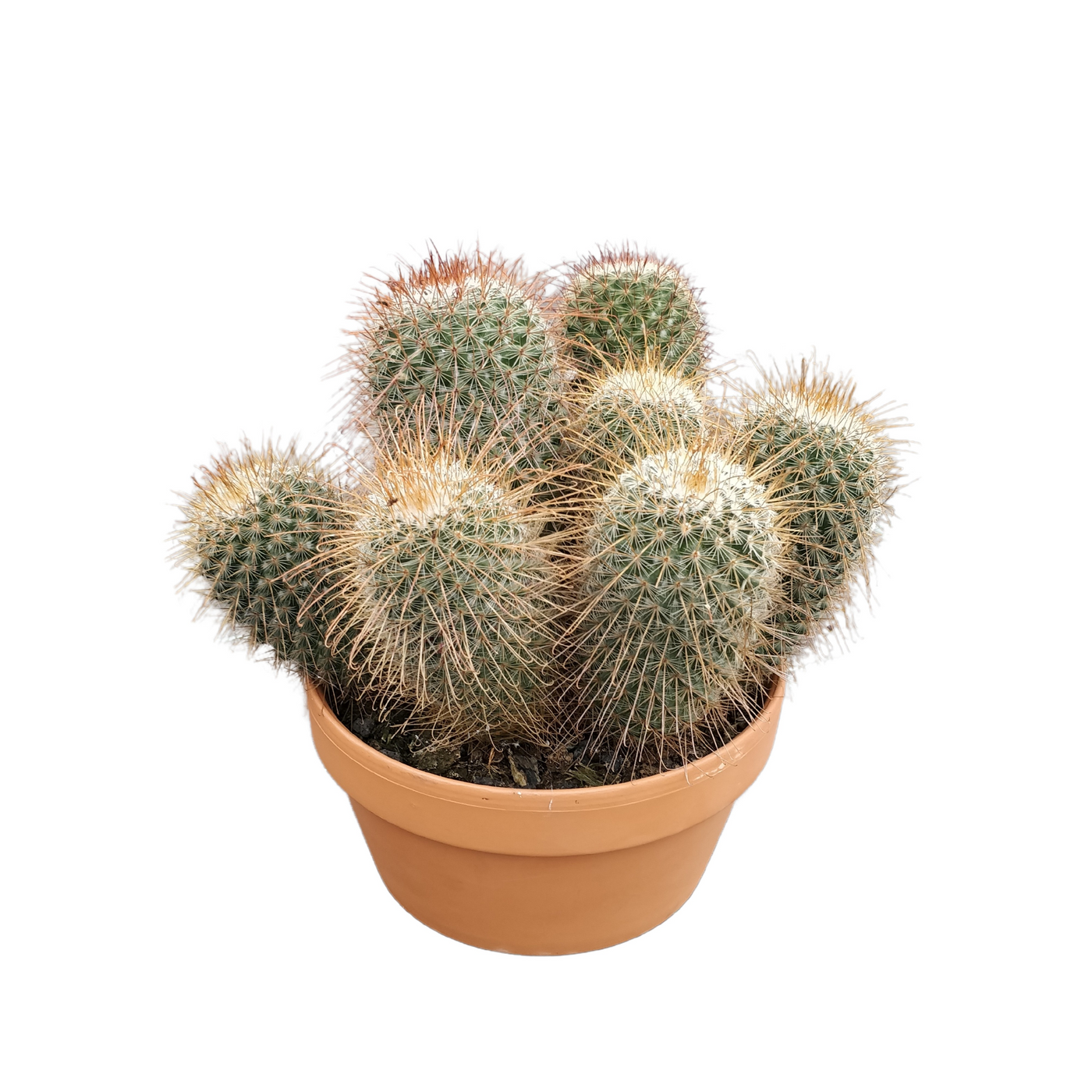 Planta naturala Ball H22cm Mammillaria backebergiana subsp. ernestii PS20/ in pamant