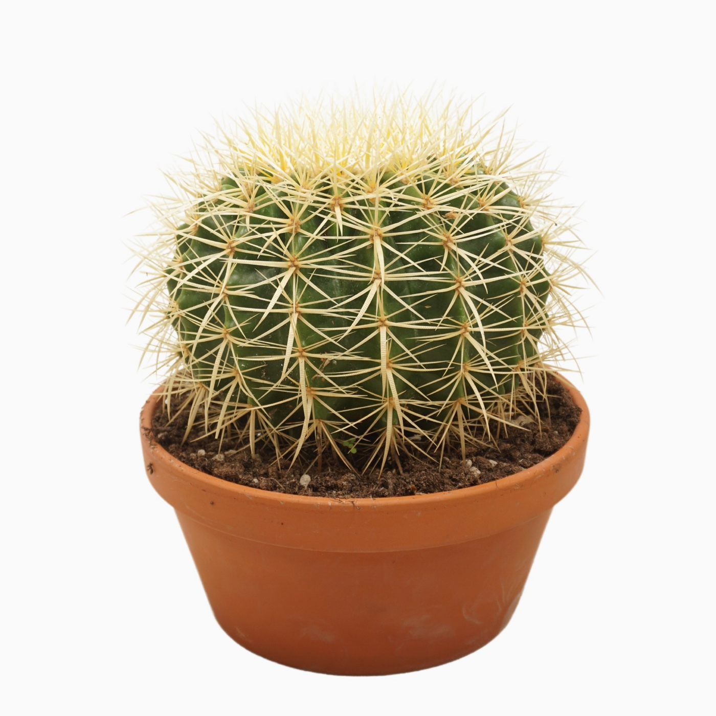 Planta naturala Ball H25cm Echinocactus grusonii PS23/ in pamant