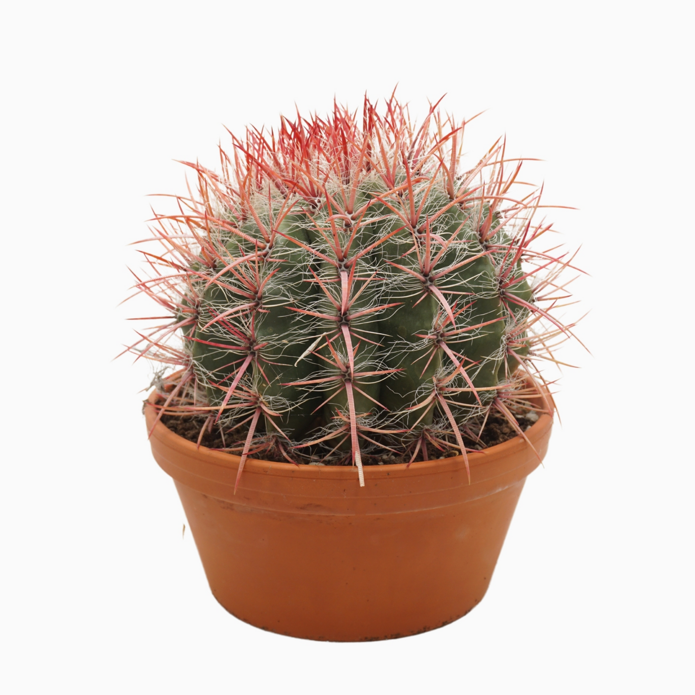 Planta naturala Ball H25cm Ferocactus stainesii PS23/ in pamant