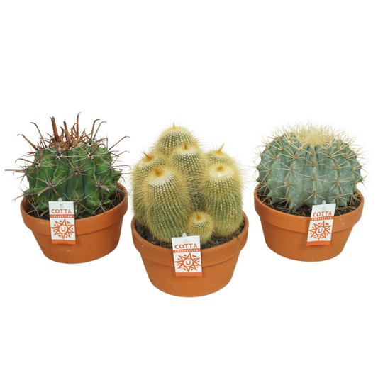 Planta naturala Ball H27cm Cactus mix PS20/ in pamant