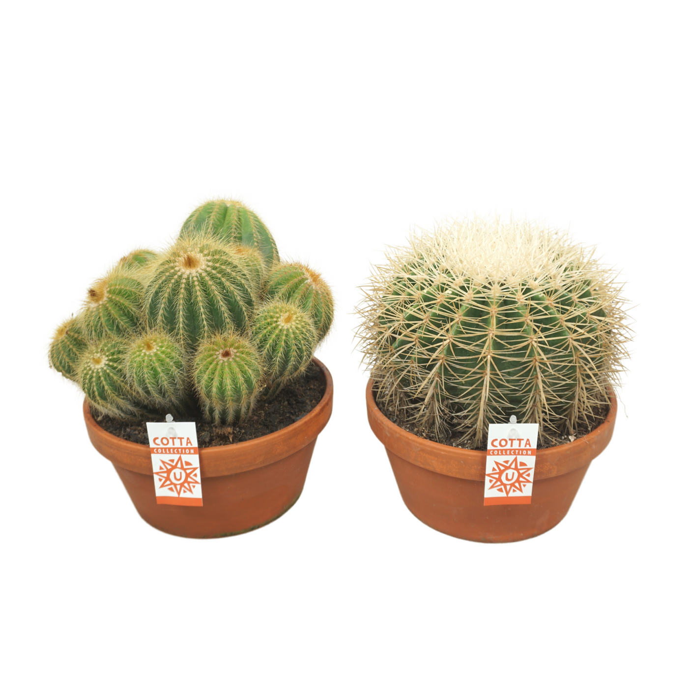 Planta naturala Ball H28cm Cactus mix PS23/ in pamant